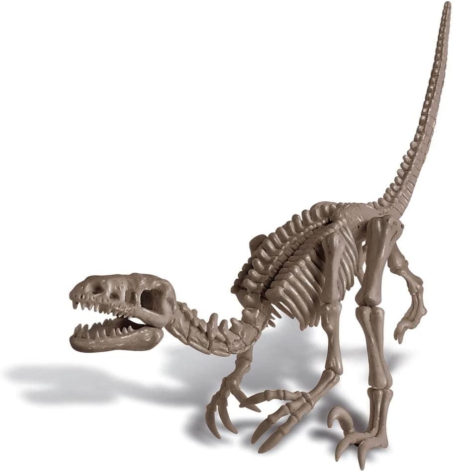 Dynamic theropod dinosaur skeleton model showcasing intricate details and predatory posture.