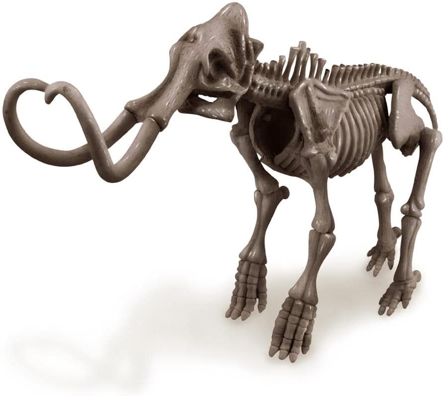 Life-sized mammoth skeleton model showcasing detailed bones and iconic tusks for educational display.